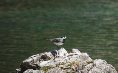 Vestuario de ópera: La moda y su influencia en el teatro lírico