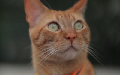 Óperas de Rossini: Virtuosismo y alegría en sus composiciones